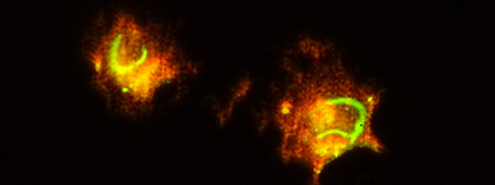 institutpasteur_24265_560x210.jpg